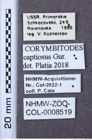 Etiketten zu Corymbitodes captiosus (NHMW-ZOO-COL-0008519)